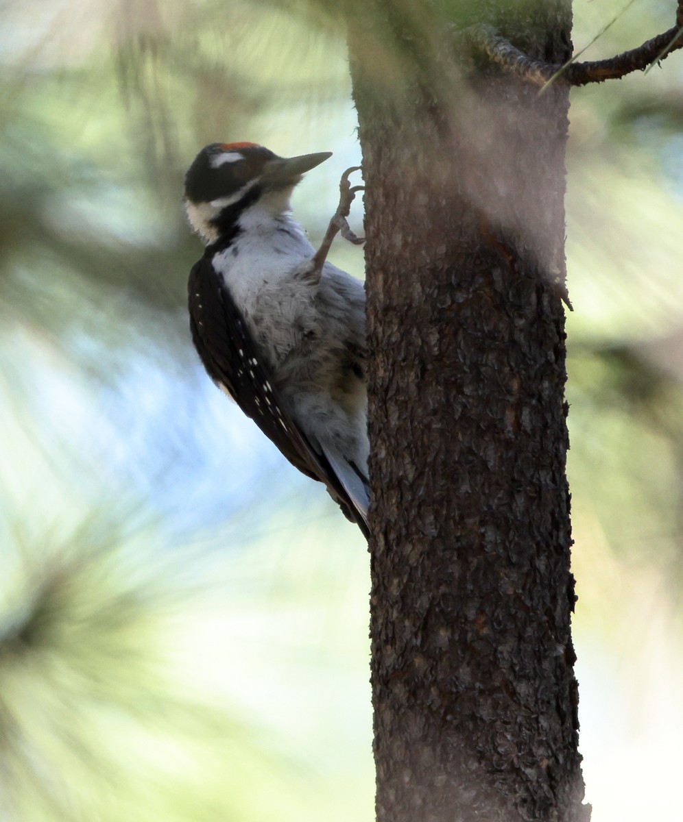 Hairy Woodpecker (Rocky Mts.) - ML638300373