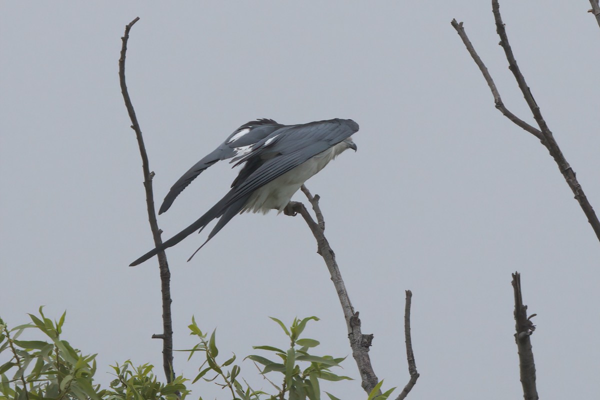 Swallow-tailed Kite - ML638300389