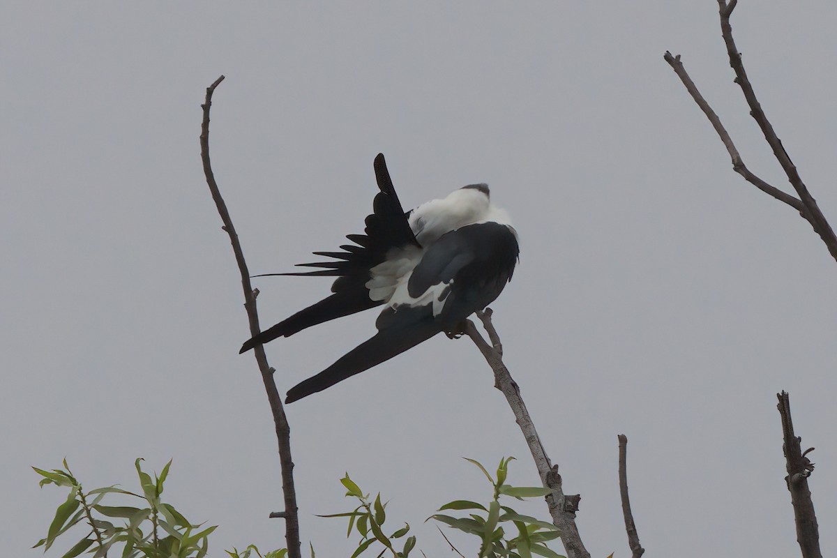Swallow-tailed Kite - ML638300390