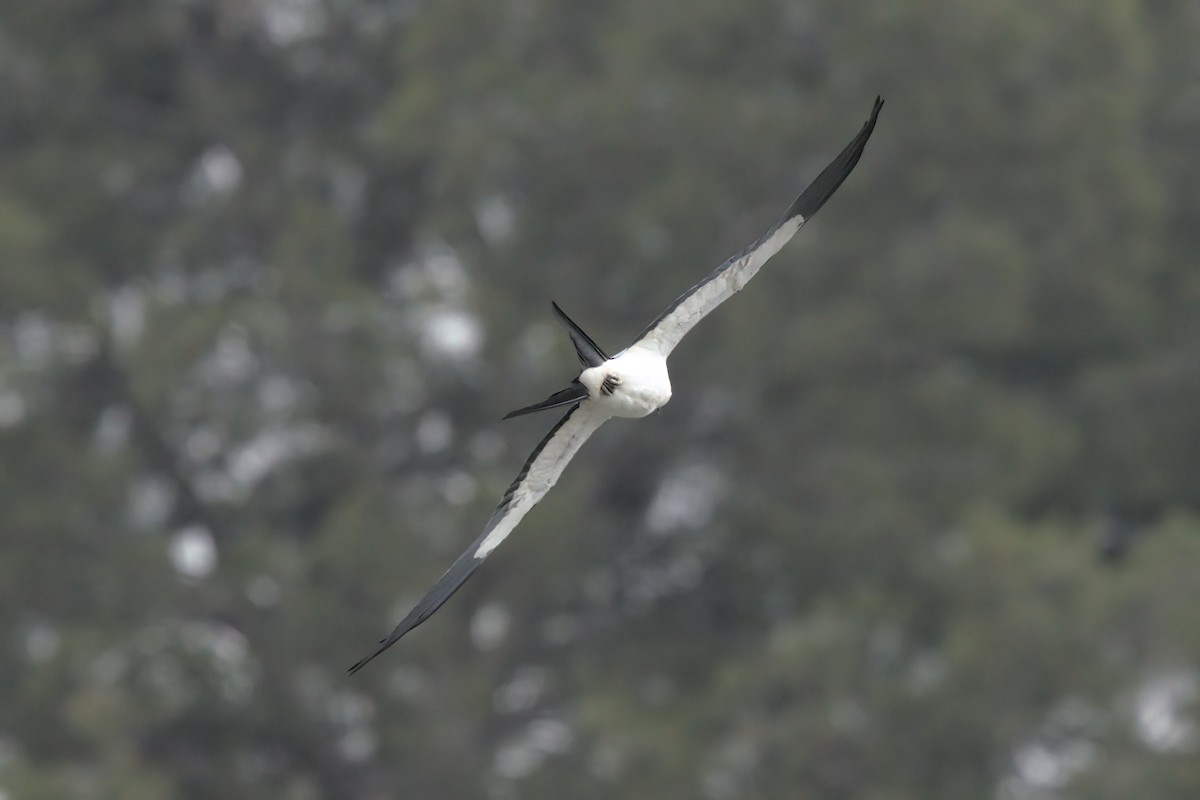 Swallow-tailed Kite - ML638300393