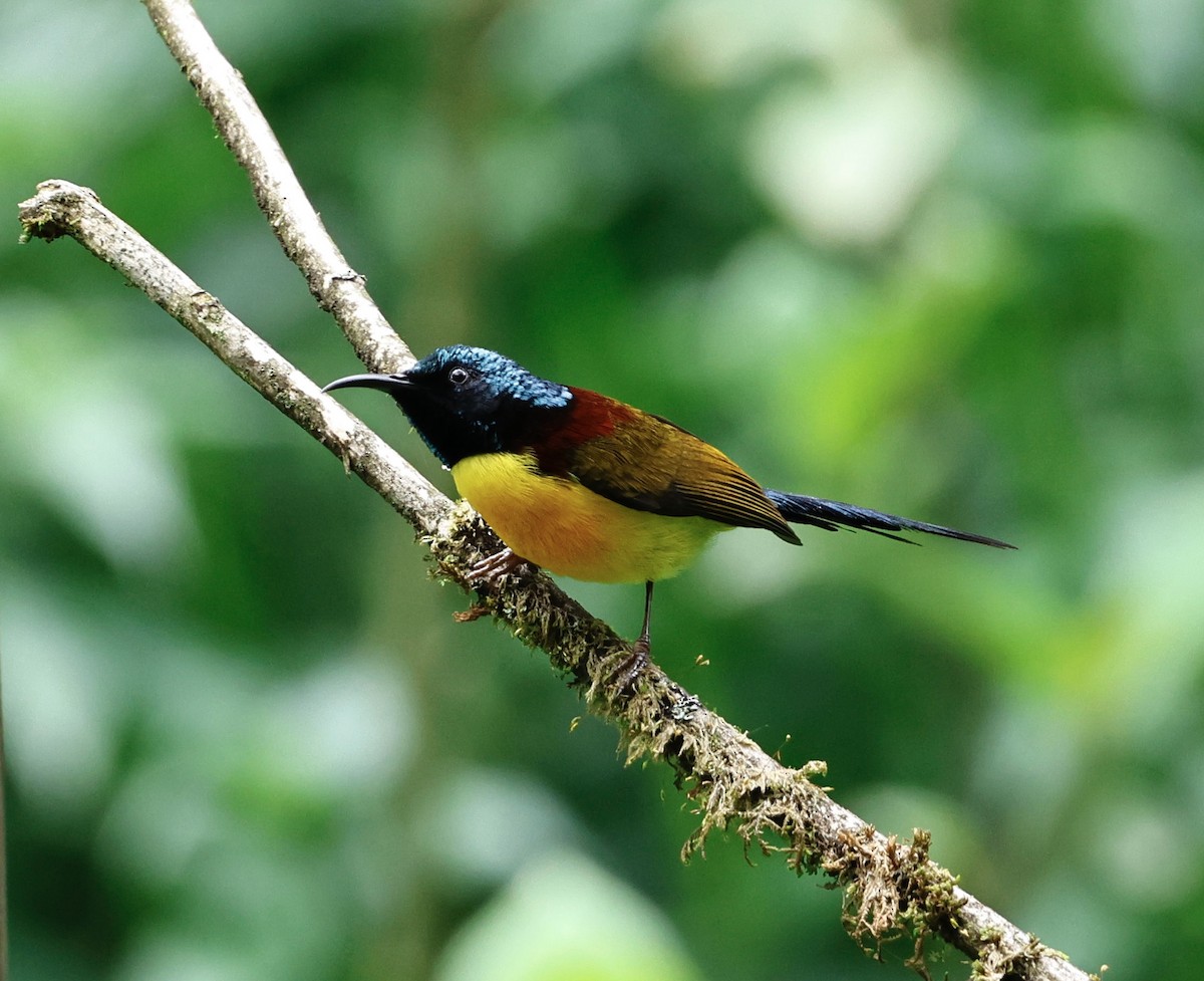 Green-tailed Sunbird - ML638300395