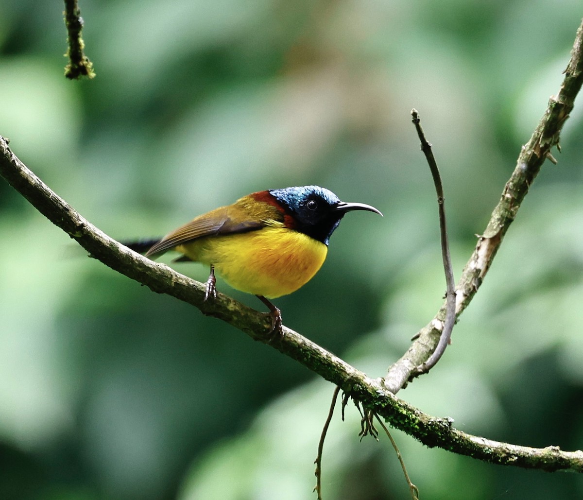 Green-tailed Sunbird - ML638300396