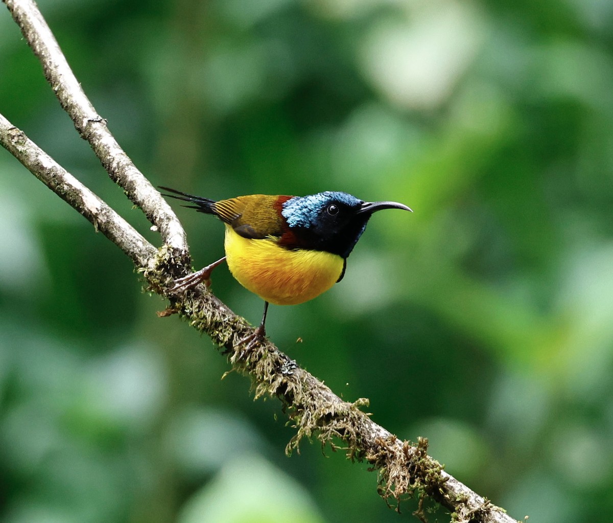 Green-tailed Sunbird - ML638300397