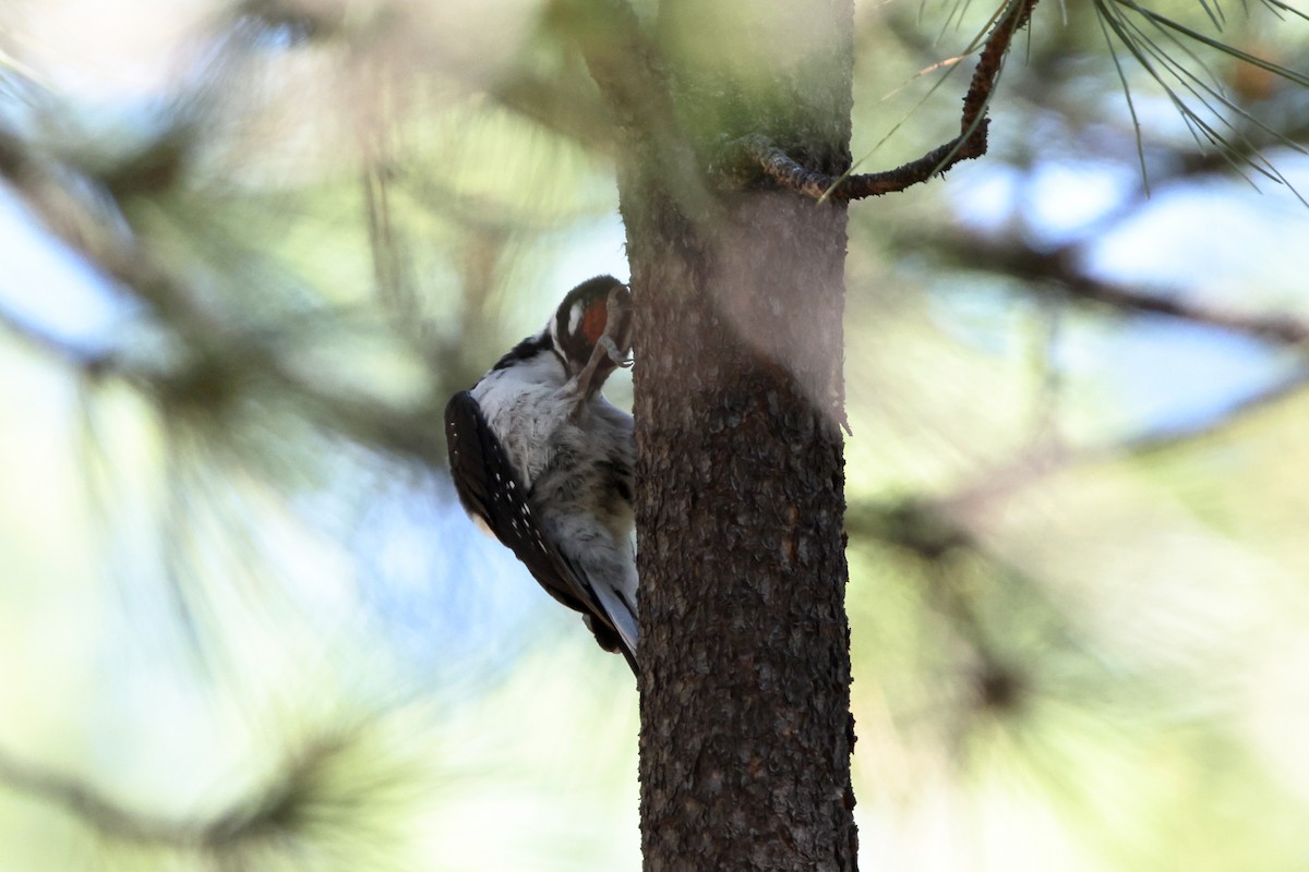 Hairy Woodpecker (Rocky Mts.) - ML638300398