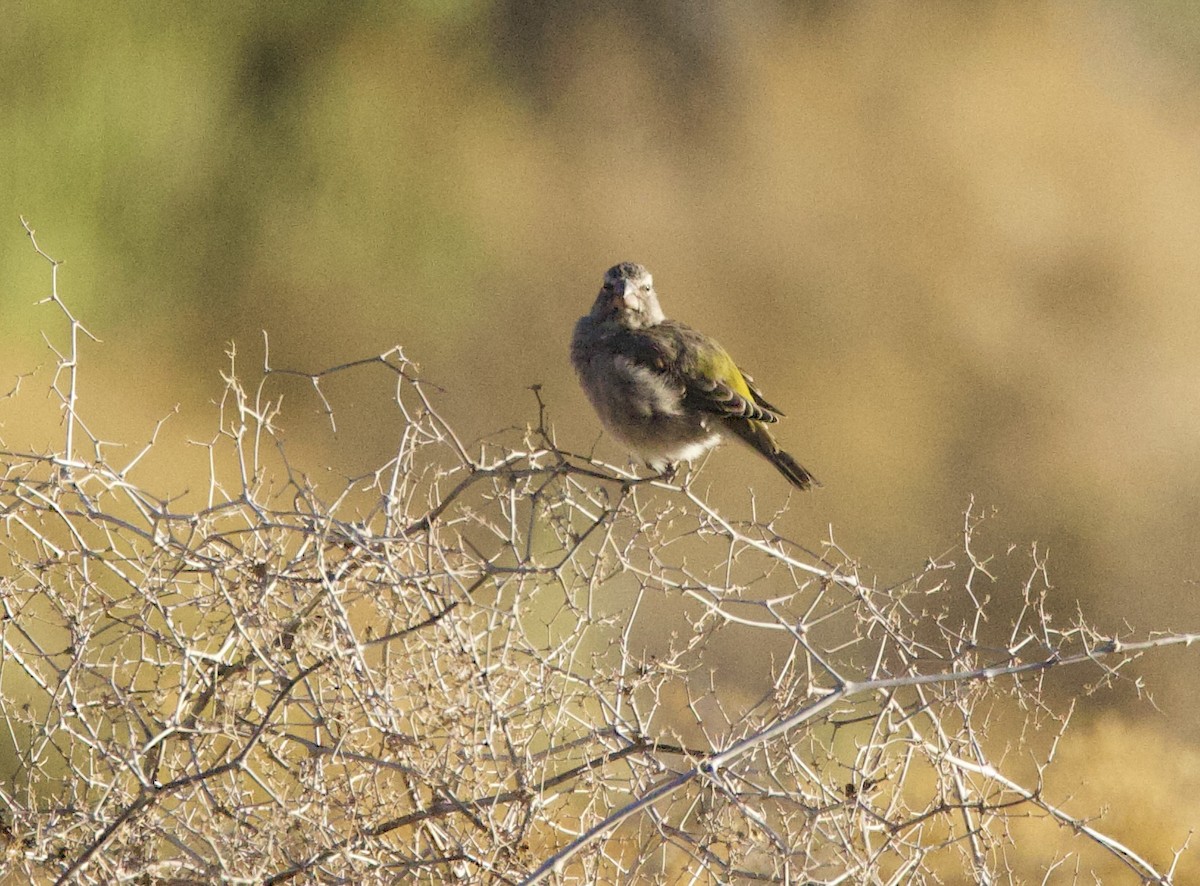 White-throated Canary - ML638300399