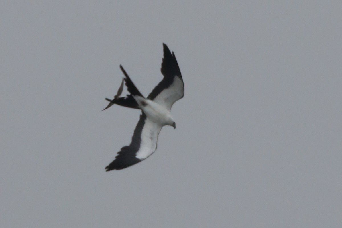 Swallow-tailed Kite - ML638300400