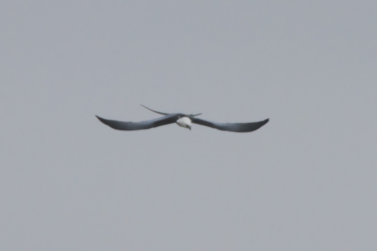 Swallow-tailed Kite - ML638300401