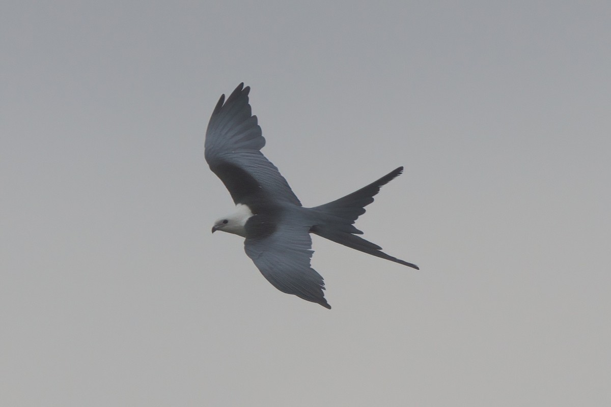 Swallow-tailed Kite - ML638300403
