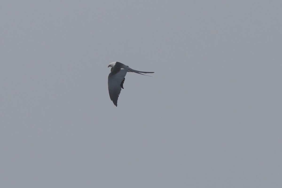 Swallow-tailed Kite - ML638300404