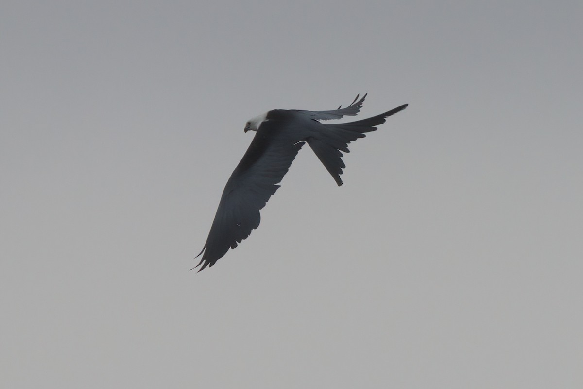 Swallow-tailed Kite - ML638300405
