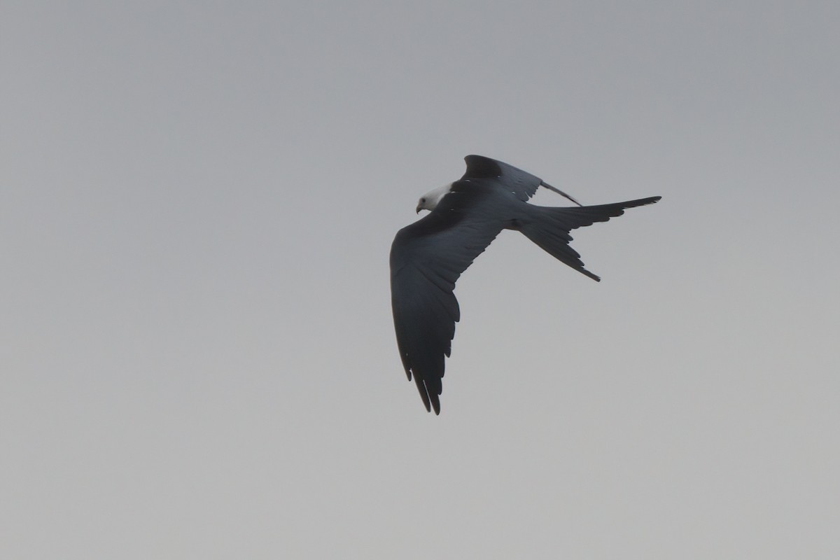 Swallow-tailed Kite - ML638300406