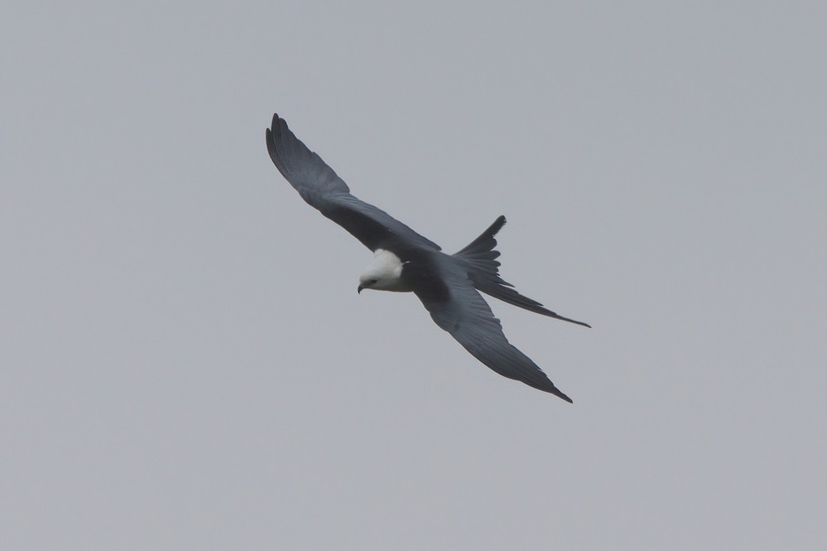 Swallow-tailed Kite - ML638300407