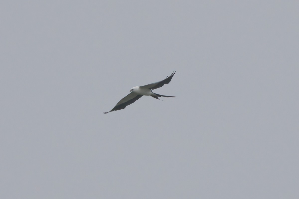 Swallow-tailed Kite - ML638300408