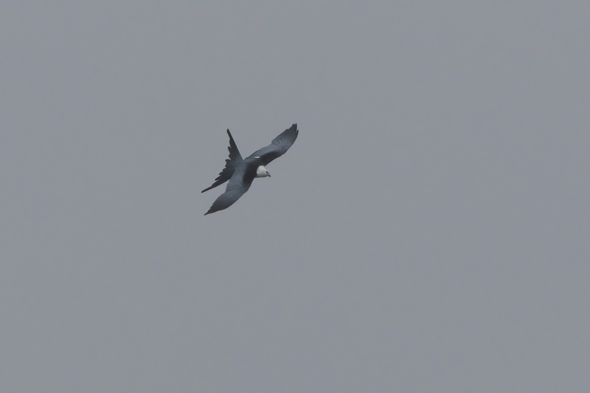 Swallow-tailed Kite - ML638300409