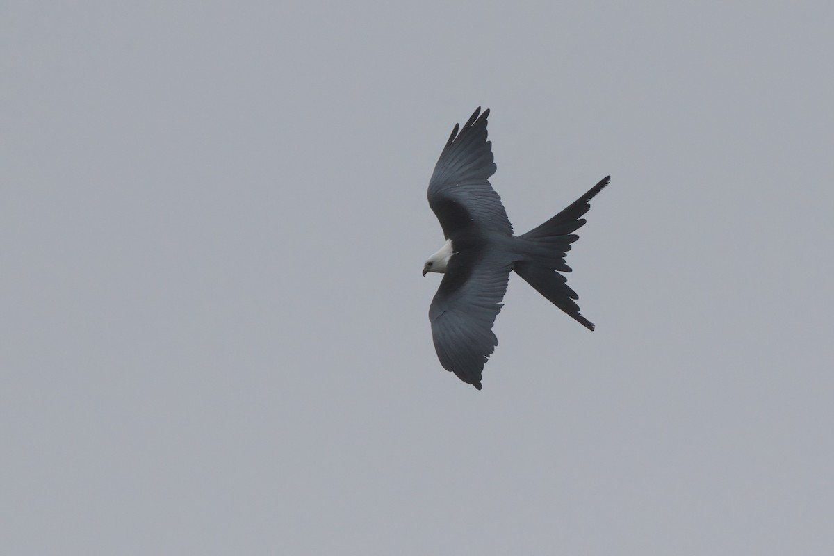 Swallow-tailed Kite - ML638300411