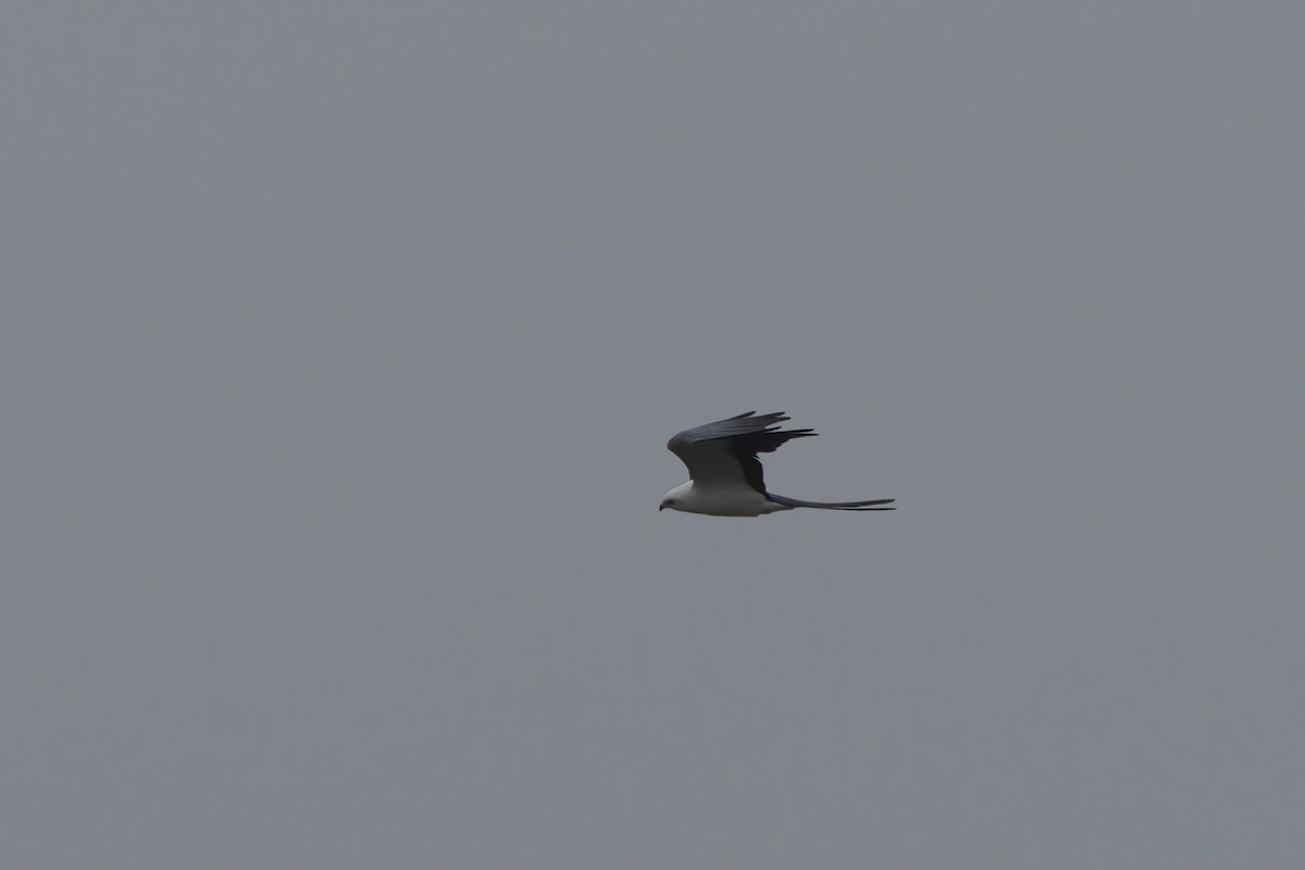 Swallow-tailed Kite - ML638300412