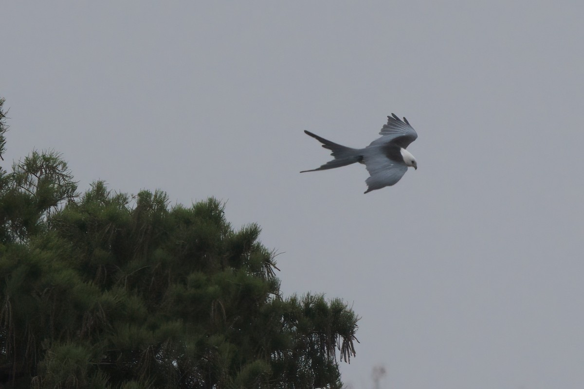 Swallow-tailed Kite - ML638300415