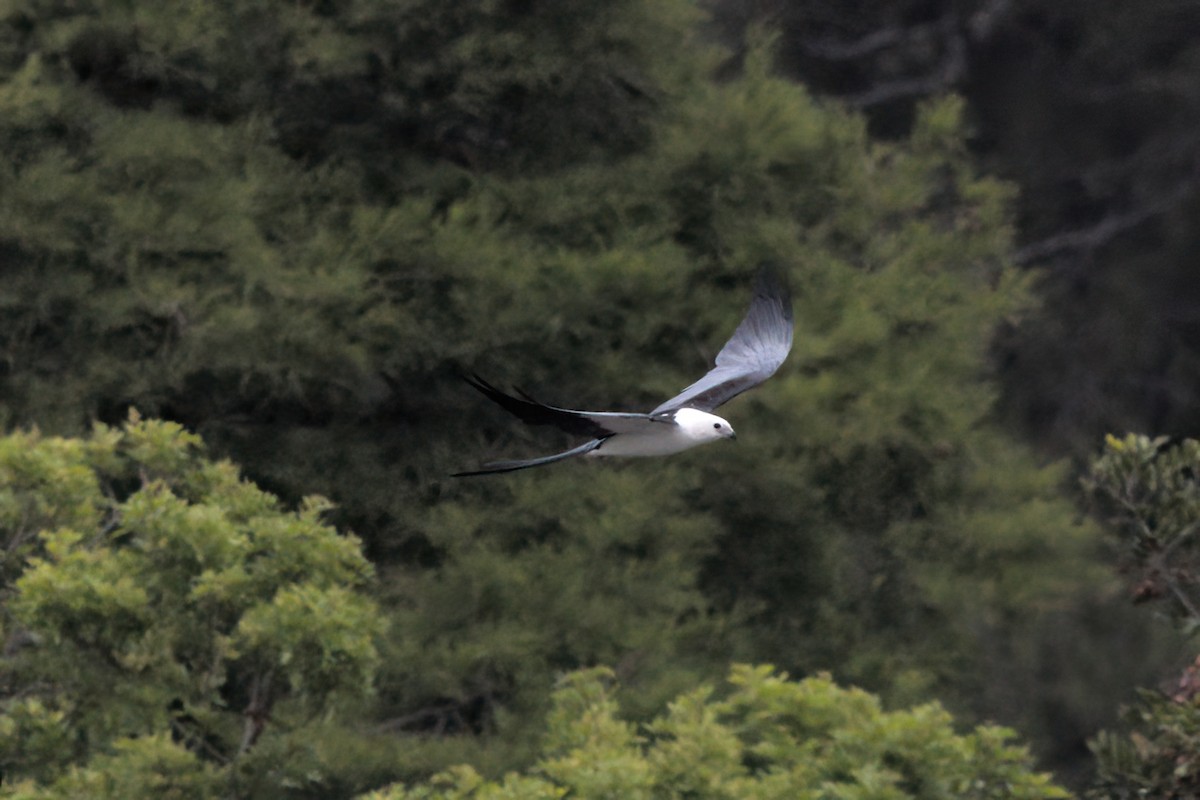Swallow-tailed Kite - ML638300417