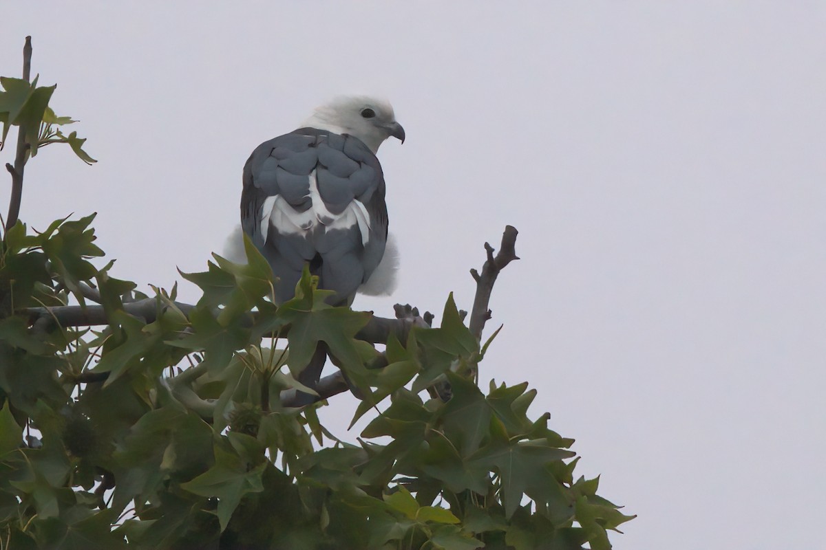 Swallow-tailed Kite - ML638300418
