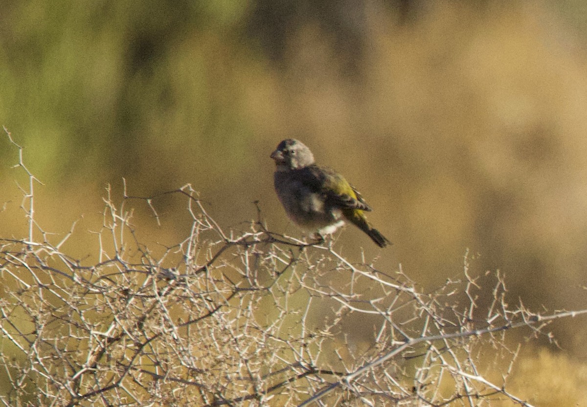 White-throated Canary - ML638300421