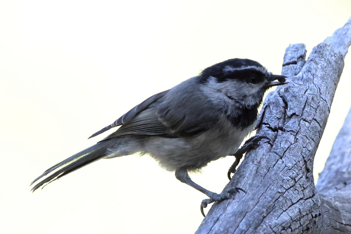 Mountain Chickadee (Rocky Mts.) - ML638300424