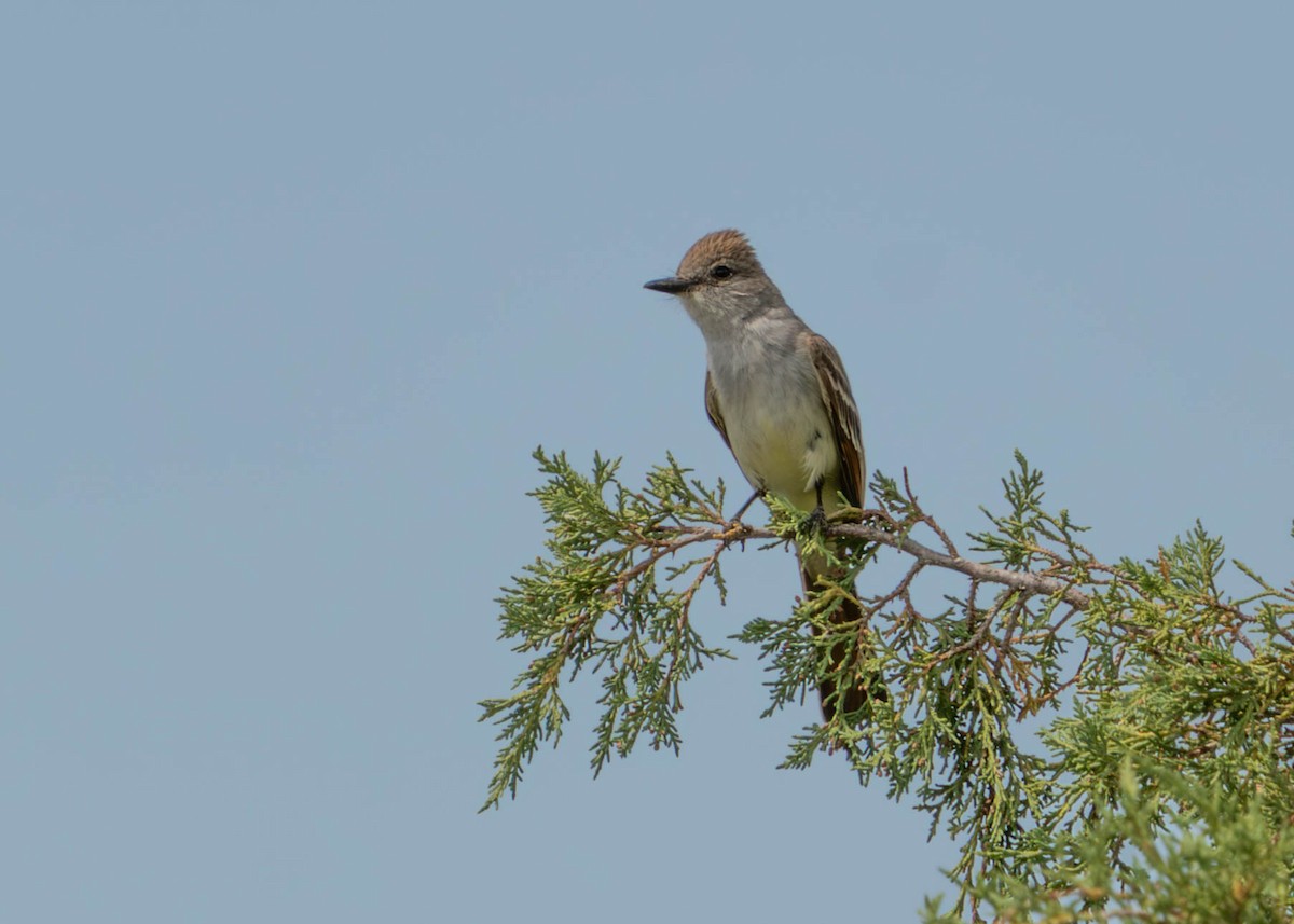 Ash-throated Flycatcher - ML638300427