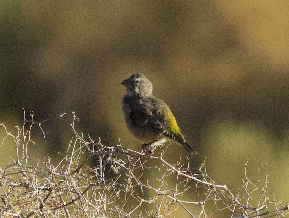 White-throated Canary - ML638300428
