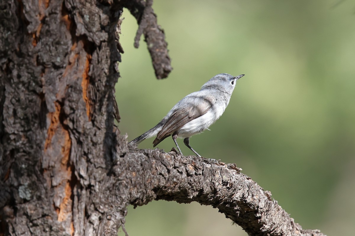 Blue-gray Gnatcatcher (Western) - ML638300430