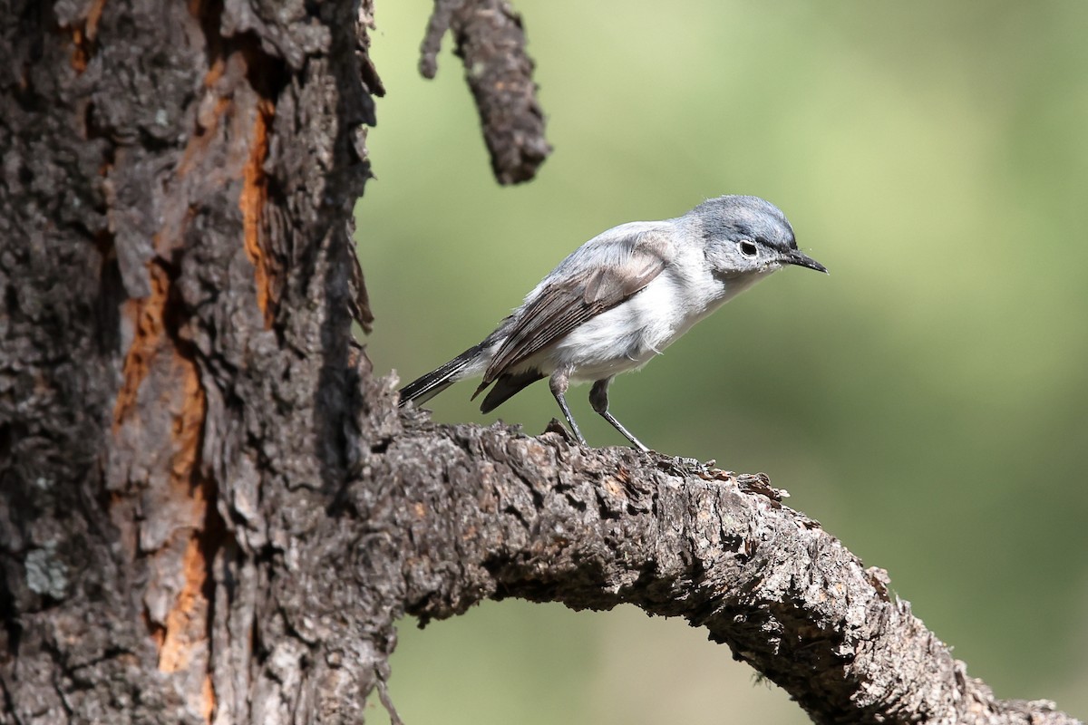 Blue-gray Gnatcatcher (Western) - ML638300431