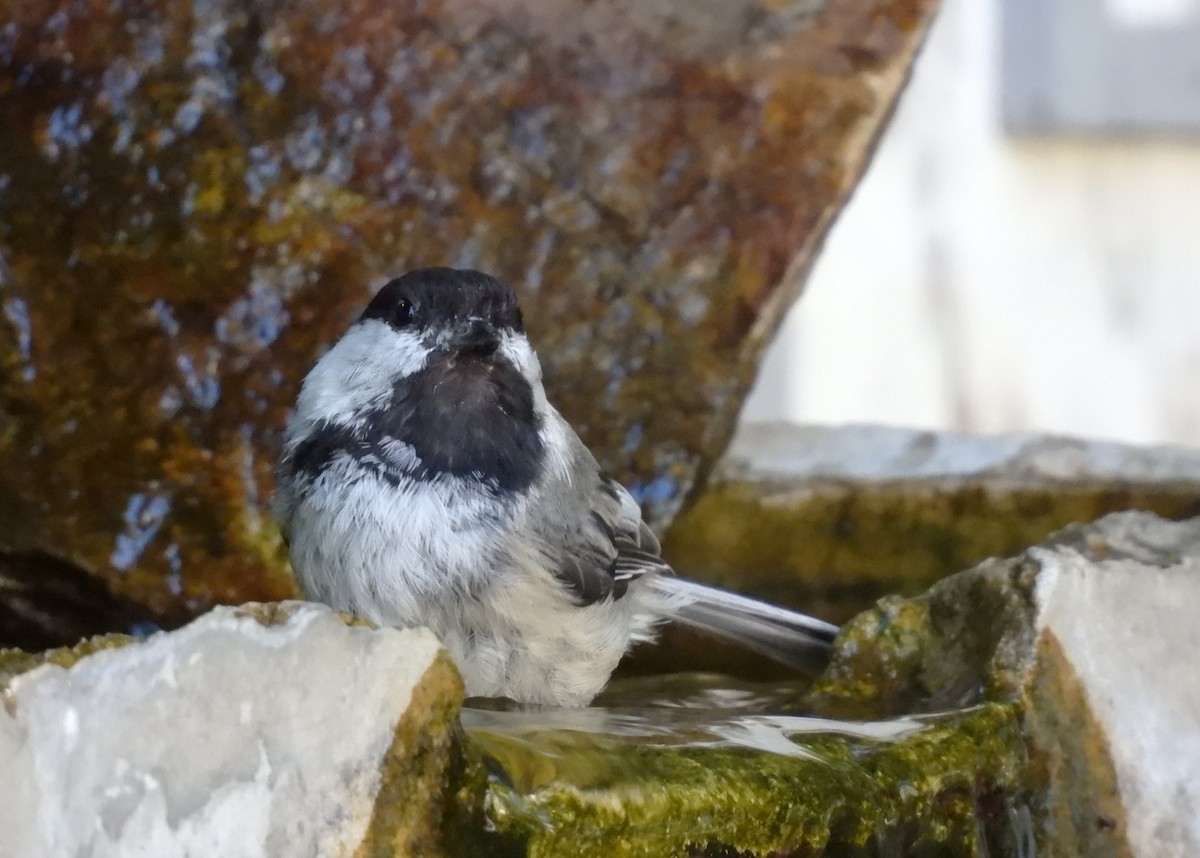 Black-capped Chickadee - ML638300437