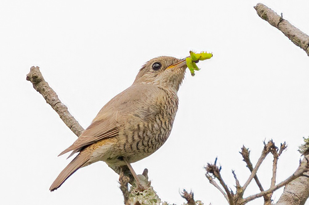 Blue-capped Rock-Thrush - ML638300438