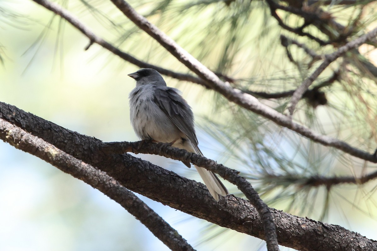 ユキヒメドリ（dorsalis） - ML638300446