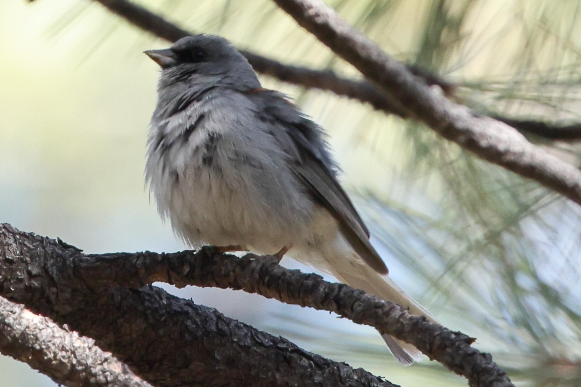 ユキヒメドリ（dorsalis） - ML638300447