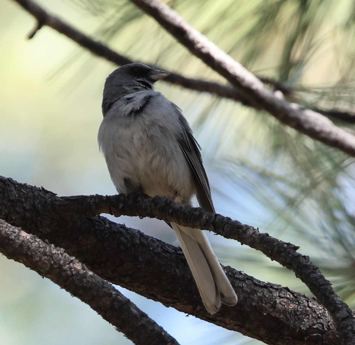 ユキヒメドリ（dorsalis） - ML638300449