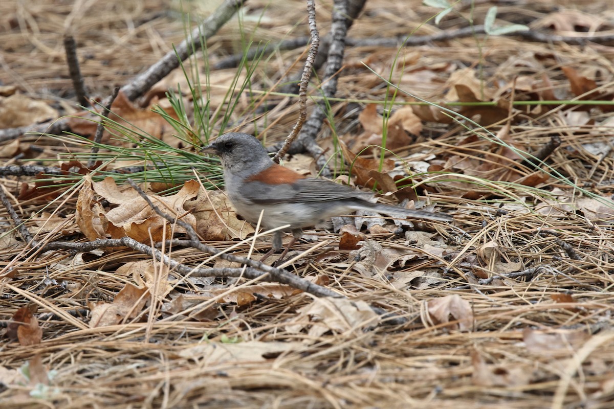 ユキヒメドリ（dorsalis） - ML638300454