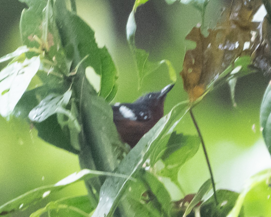 Dot-winged Antwren - ML638300461
