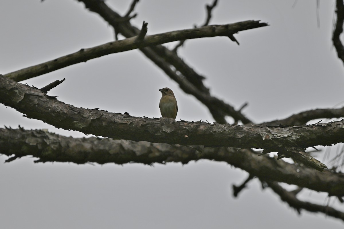 Bachman's Sparrow - ML638300466