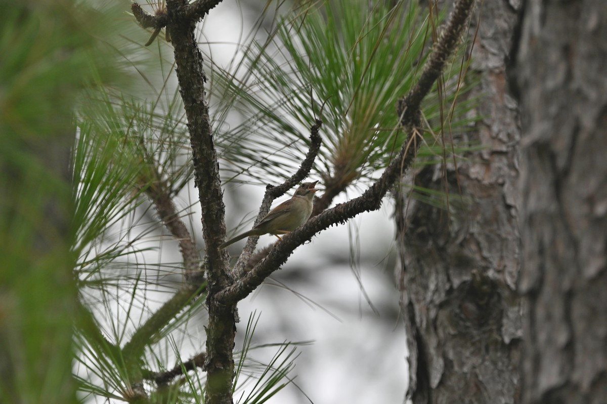 Bachman's Sparrow - ML638300467