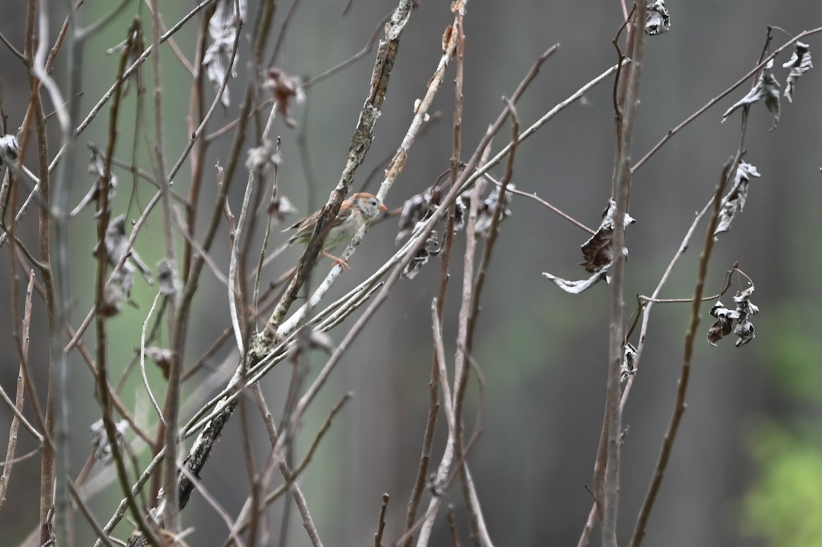Field Sparrow - ML638300468