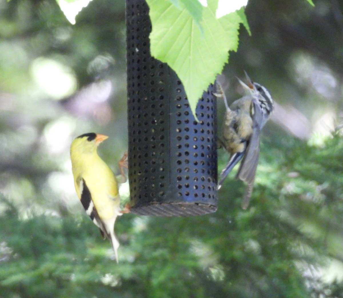 American Goldfinch - ML638300472