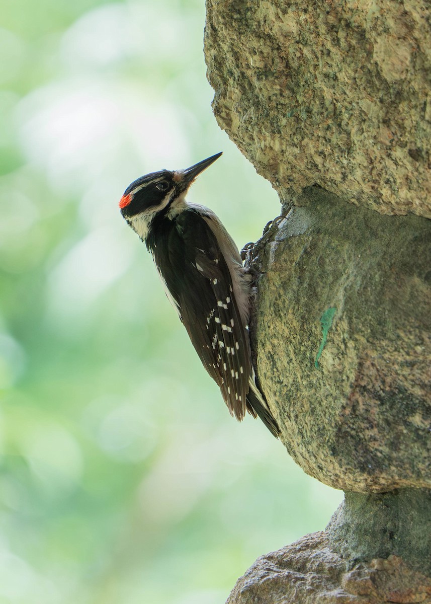 Hairy Woodpecker - ML638300476