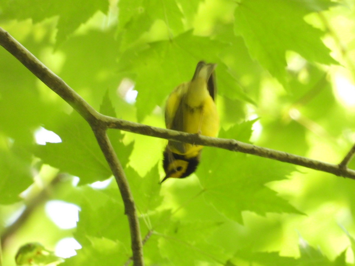 Hooded Warbler - ML638300477