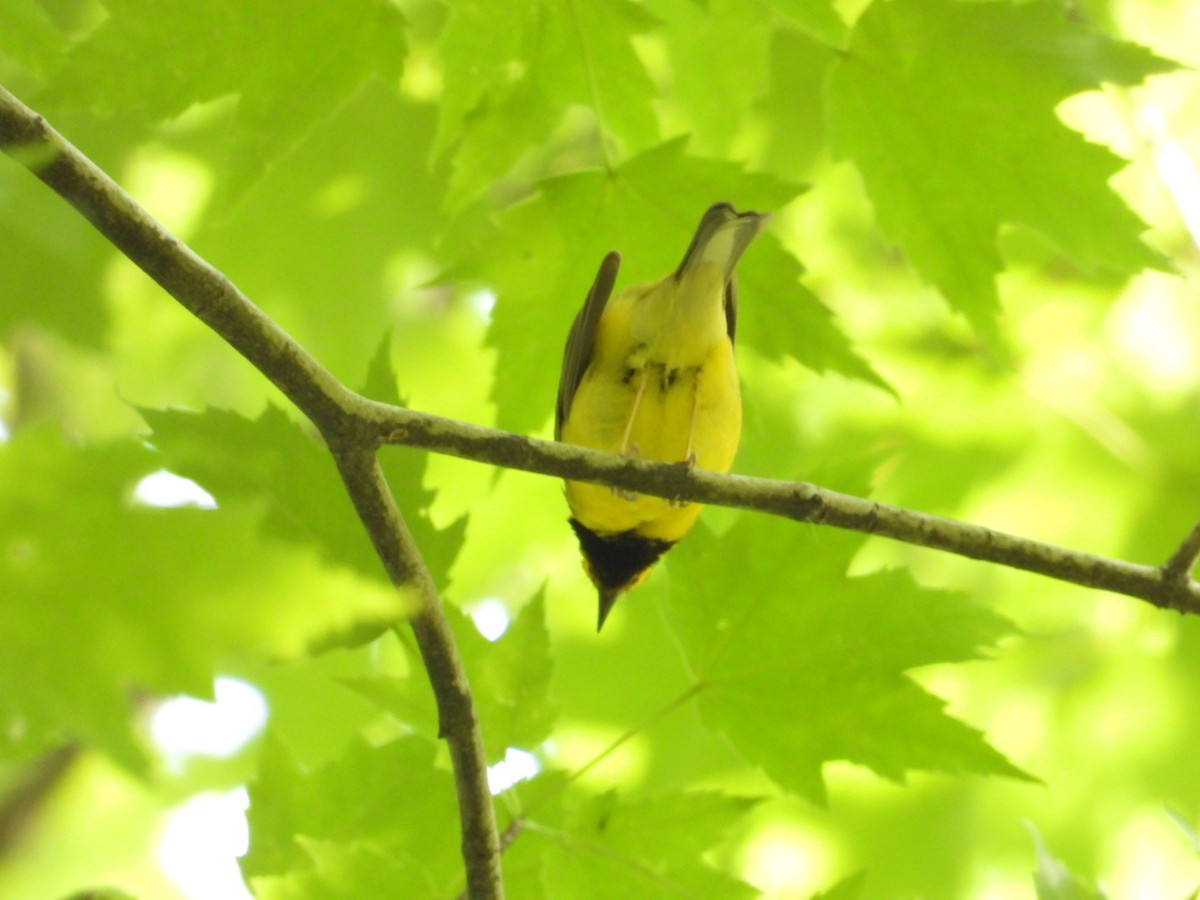 Hooded Warbler - ML638300478