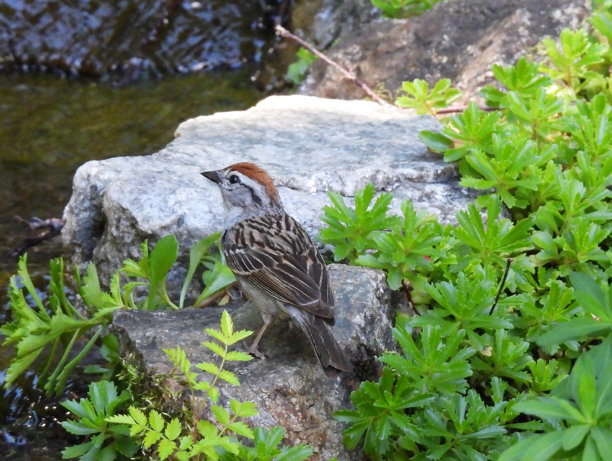 Chipping Sparrow - ML638300491