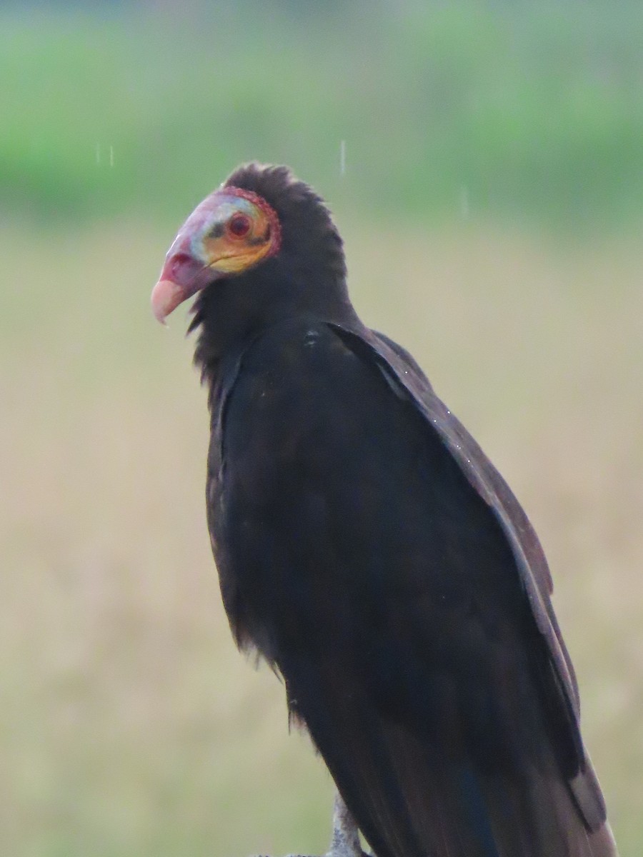 Lesser Yellow-headed Vulture - ML638300501