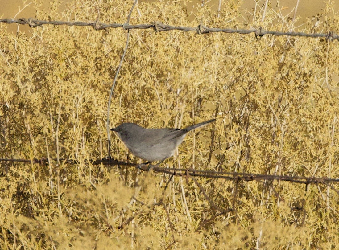 Layard's Warbler - ML638300507