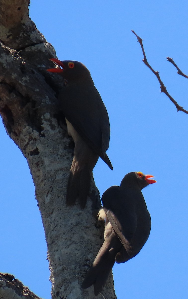Red-billed Oxpecker - ML638300508