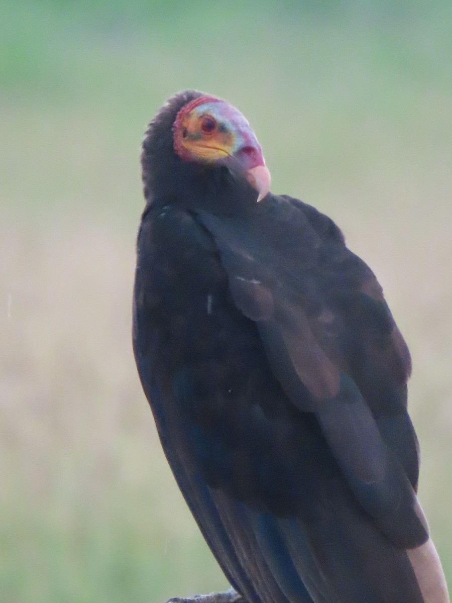 Lesser Yellow-headed Vulture - ML638300509