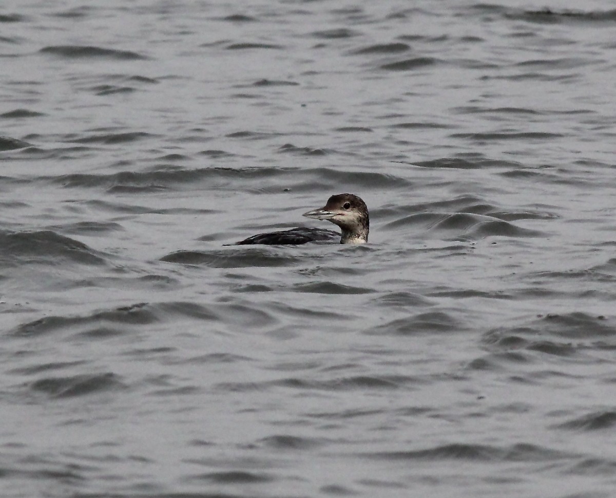 Common Loon - ML63830051