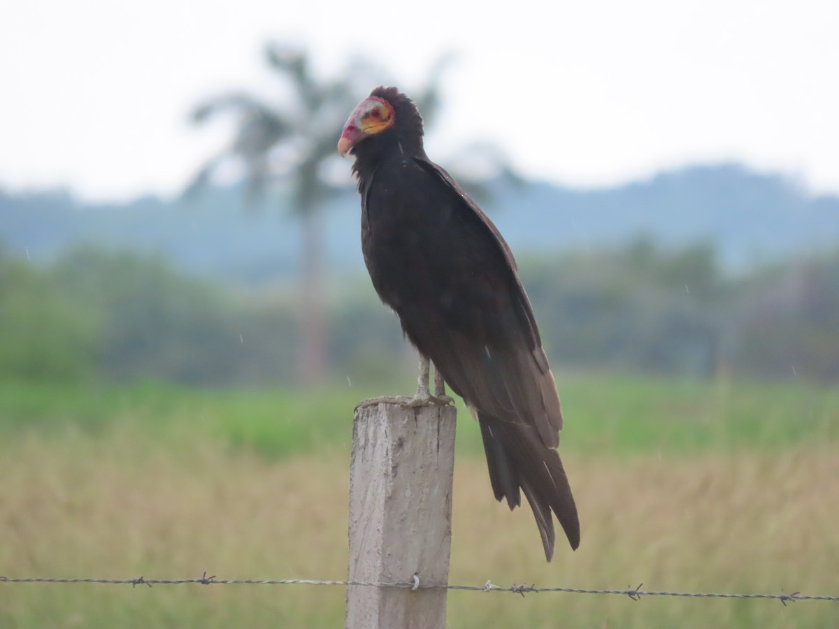 Lesser Yellow-headed Vulture - ML638300513